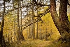 Colori d'autunno in Alpe Veglia