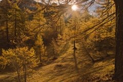 Colori d'autunno in Alpe Veglia