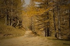 Colori d'autunno in Alpe Veglia