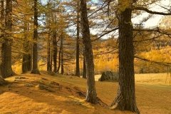 Colori d'autunno in Alpe Veglia